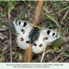 parnassius nordmanni ex ovo female1